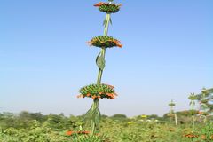 Leonotis nepetifolia